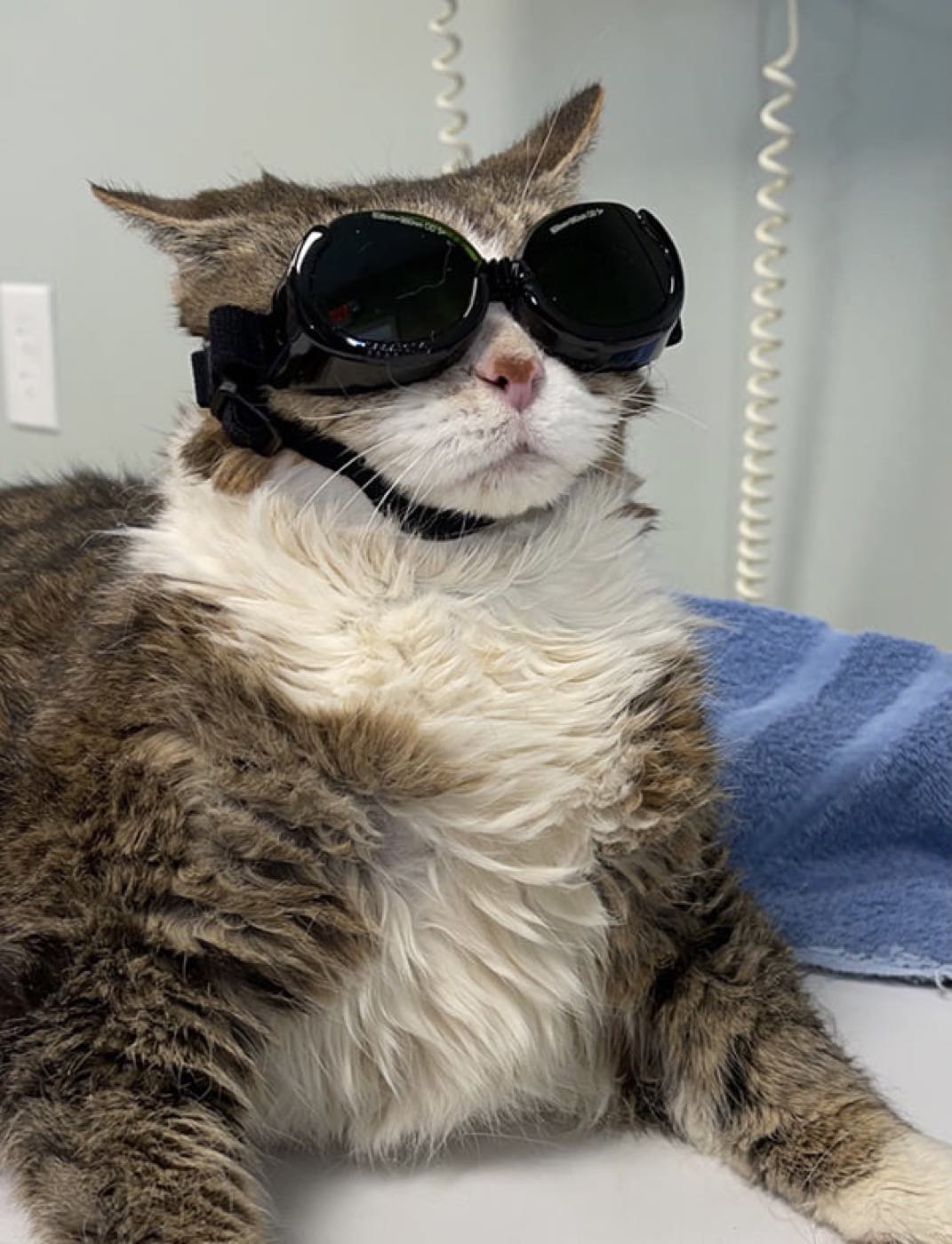 Fifth and Kenny Animal Hospital, Columbus Ohio