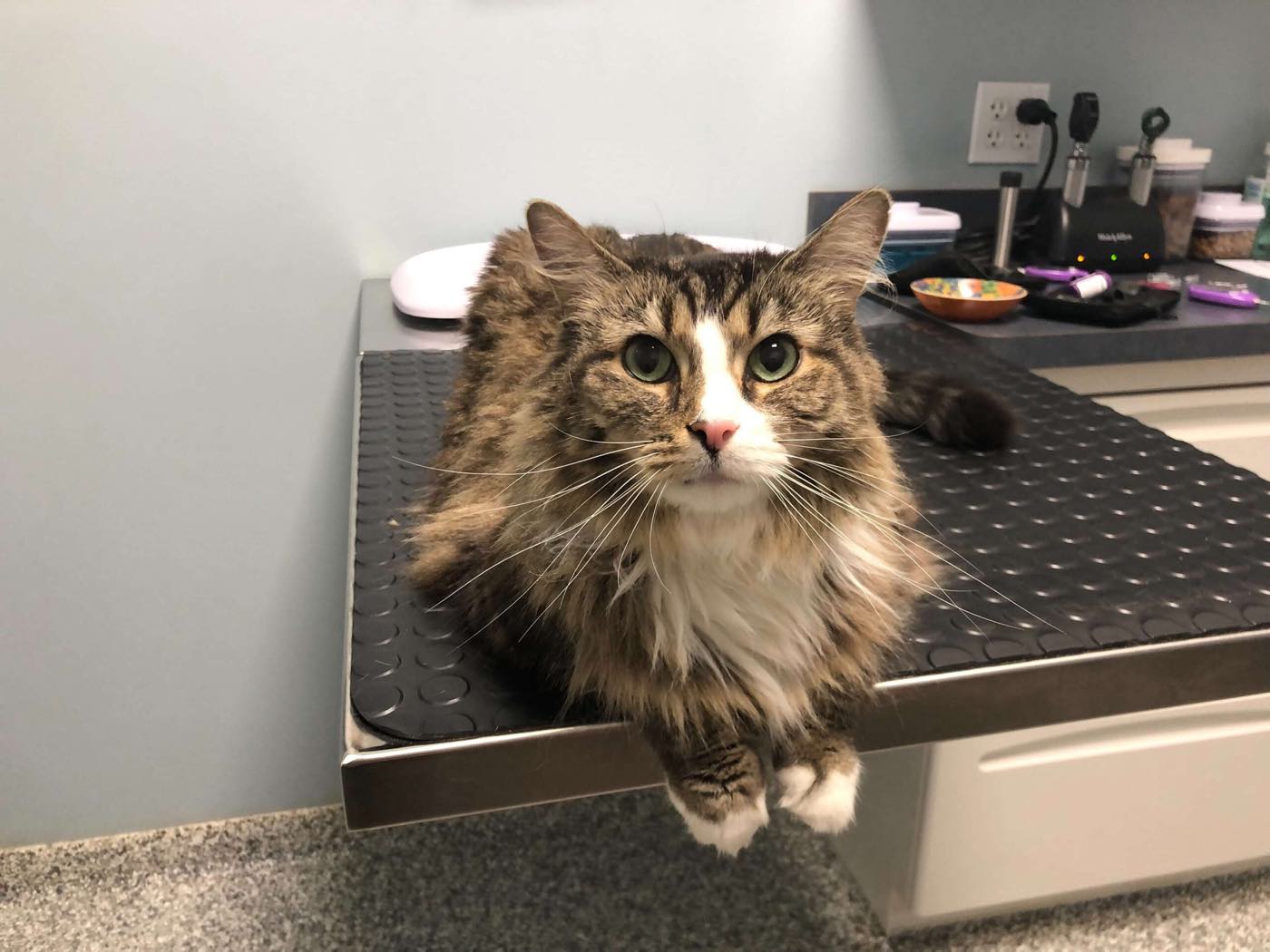 Fifth and Kenny Animal Hospital, Columbus Ohio