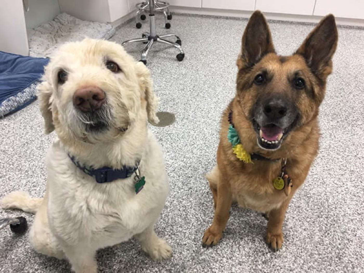 Fifth and Kenny Animal Hospital, Columbus Ohio